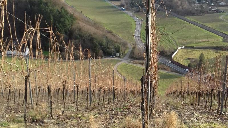 Weinbergsblick