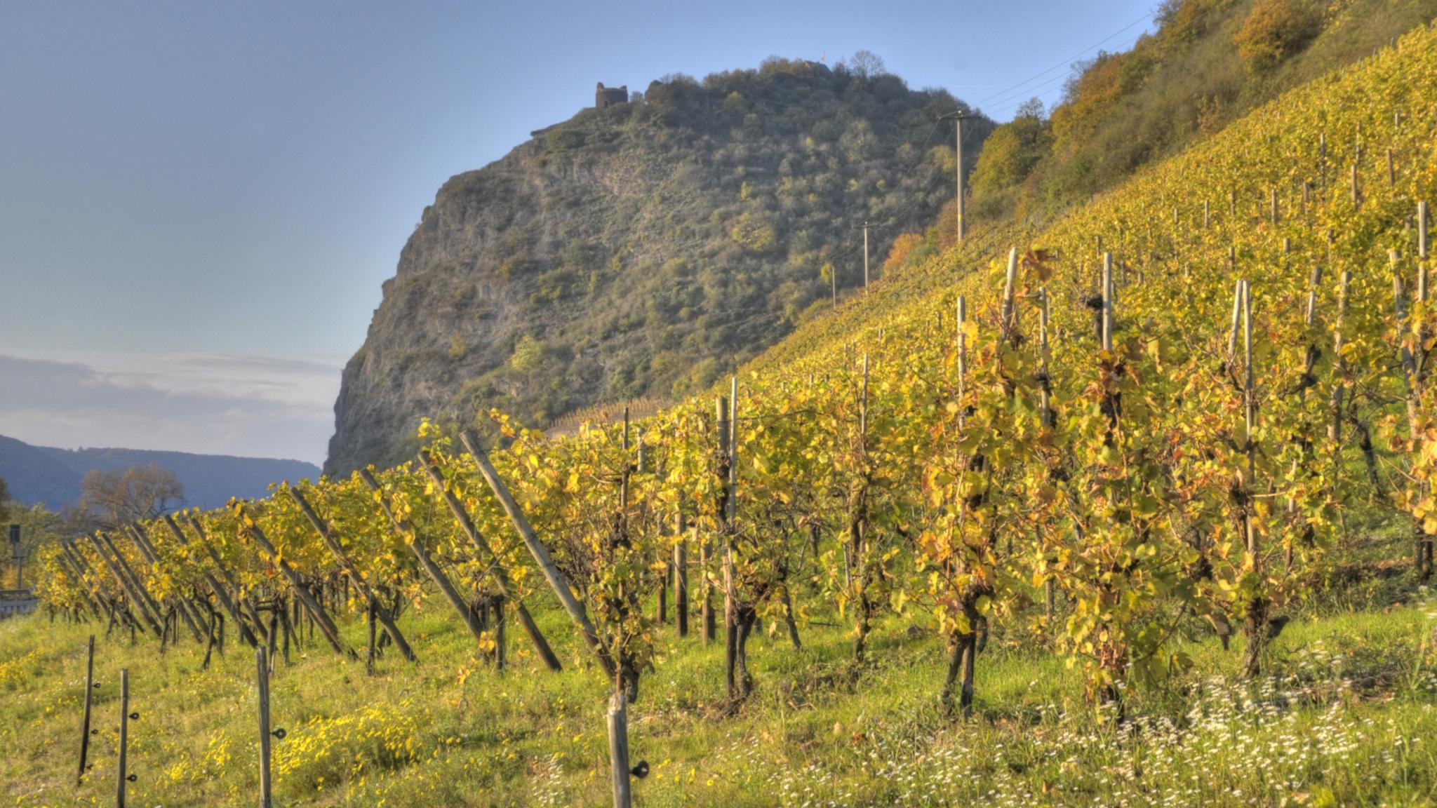 Weinberge unterhalb Burg Hammerstein