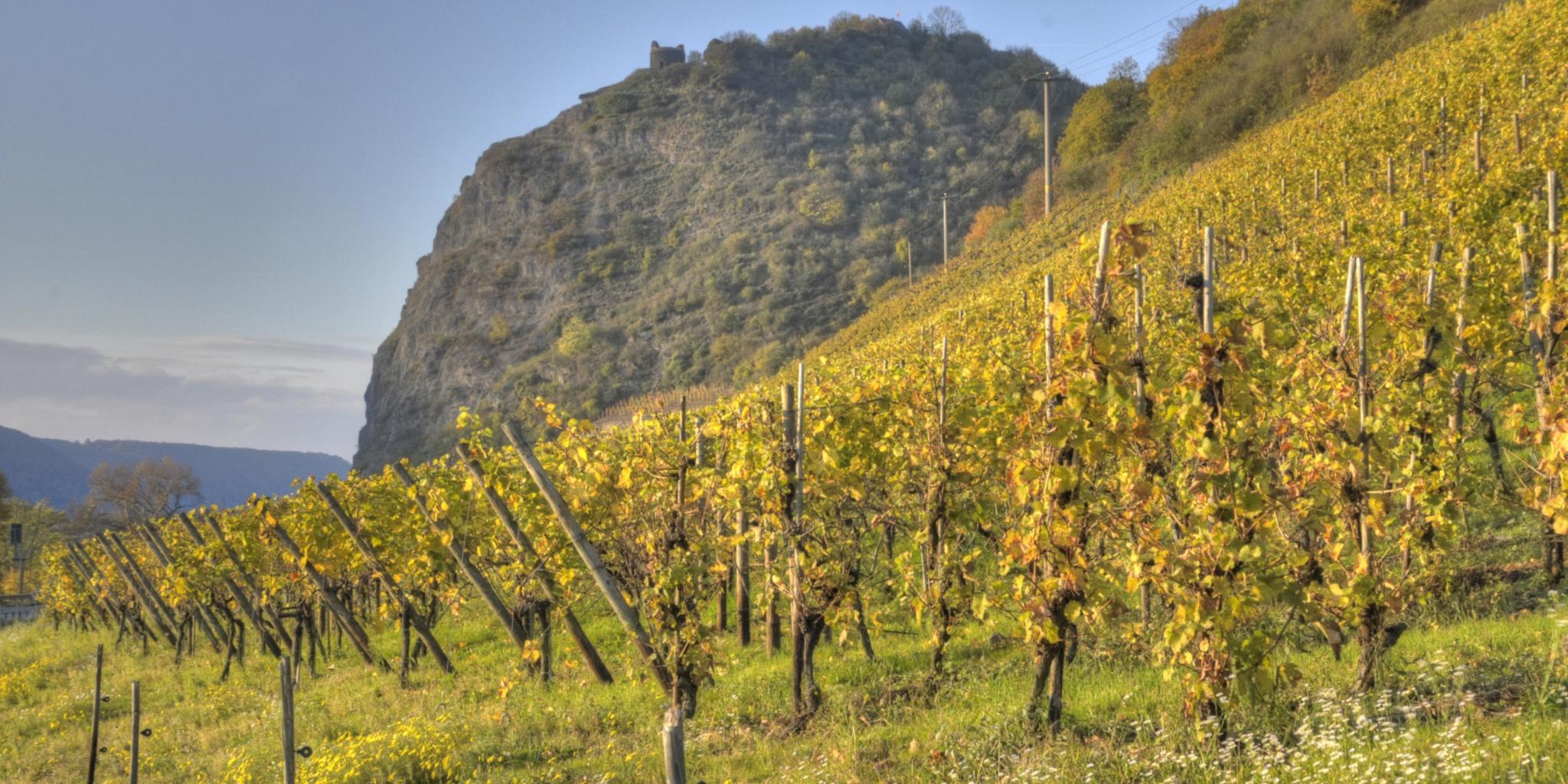 Weinberge unterhalb Burg Hammerstein (c) Thomas Müller Weinberge unterhalb Burg Hammerstein