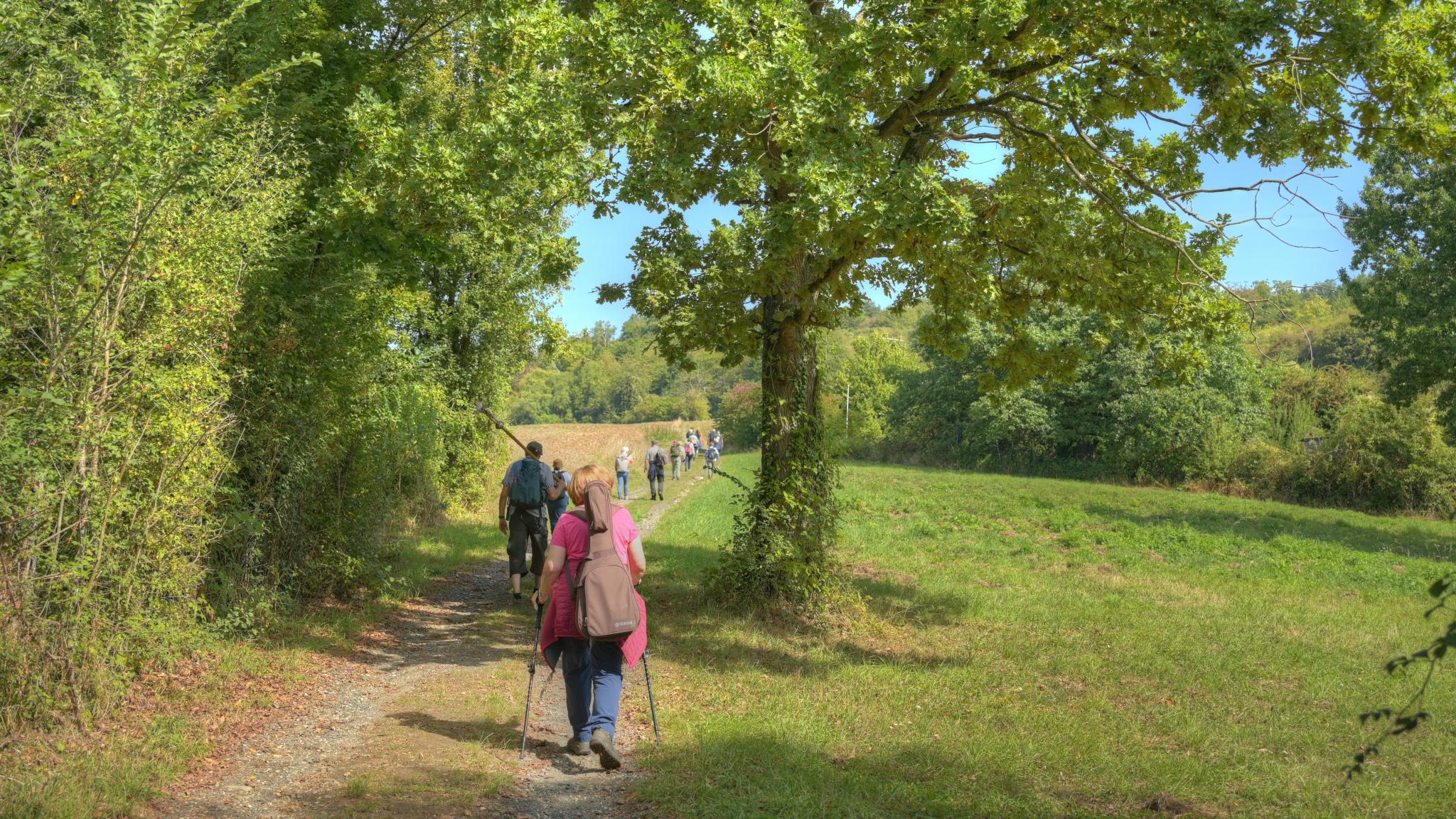 Die Pilger*innen sind auf einem Feldweg von hinten zu sehen. Der Weg wird gesäumt von Wiesen, Büschen und einem großen Baum.